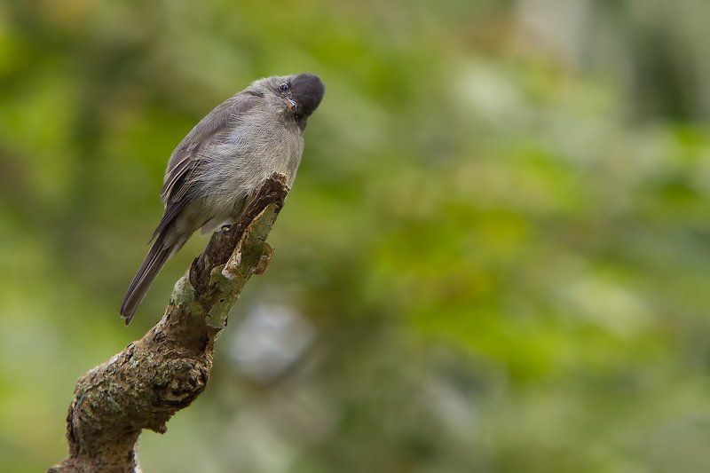 Серый пиви фото превью