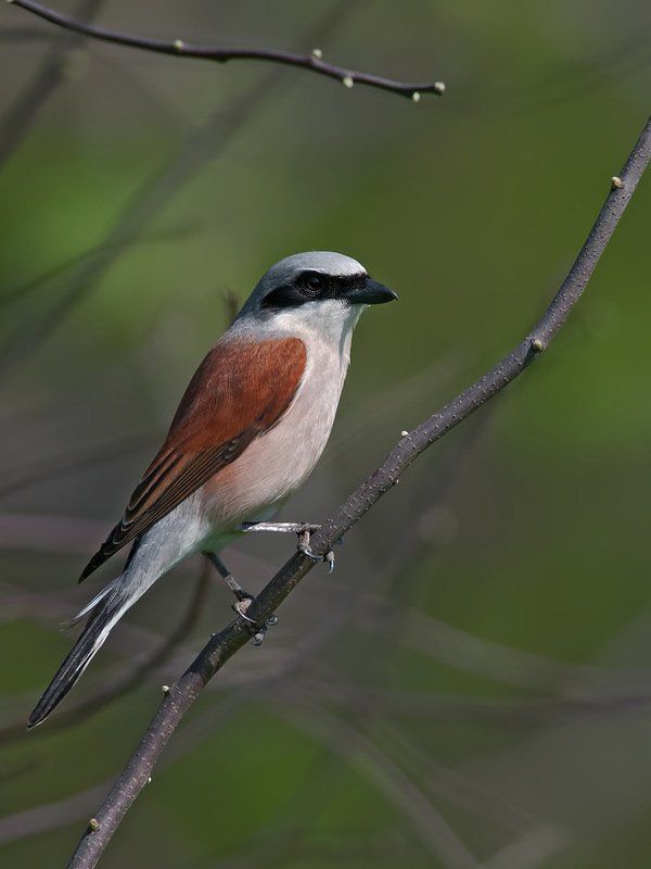 Он и Она фото превью