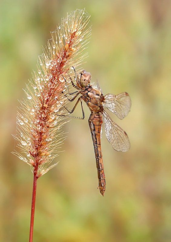 Утренняя роса фото превью