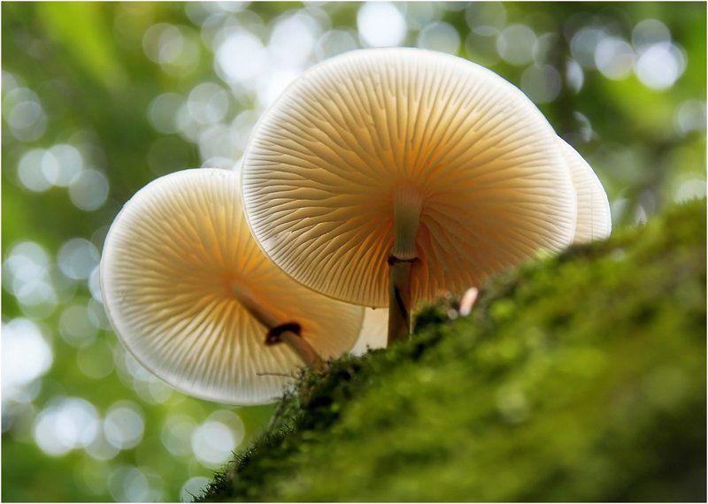 Oudemansiella mucida, Грибы Фарфоровые зонтики от солнечных зайчиков фото превью