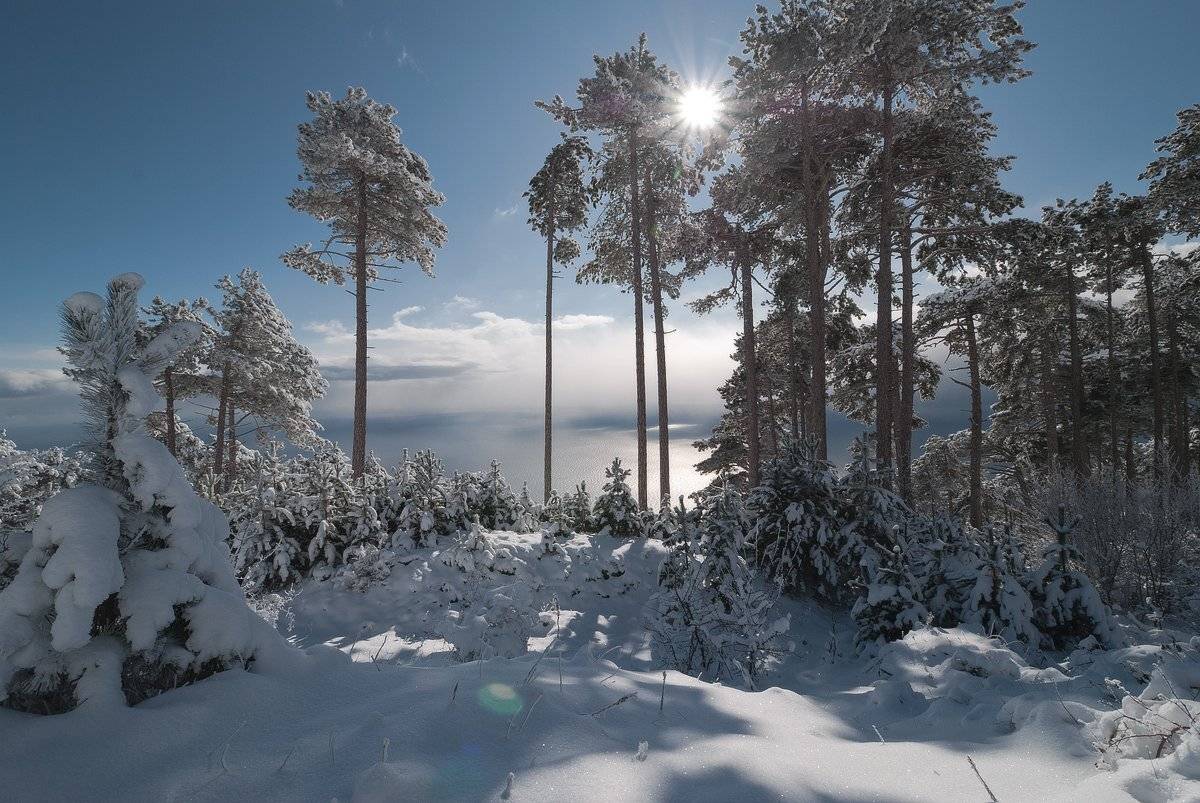 , Саша  Вайсберг / Waldschnepfe./