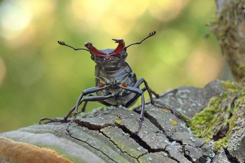 Олений приют