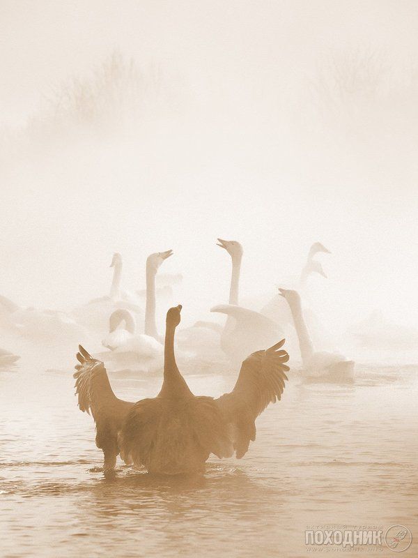 Лебединая акапелла фото превью