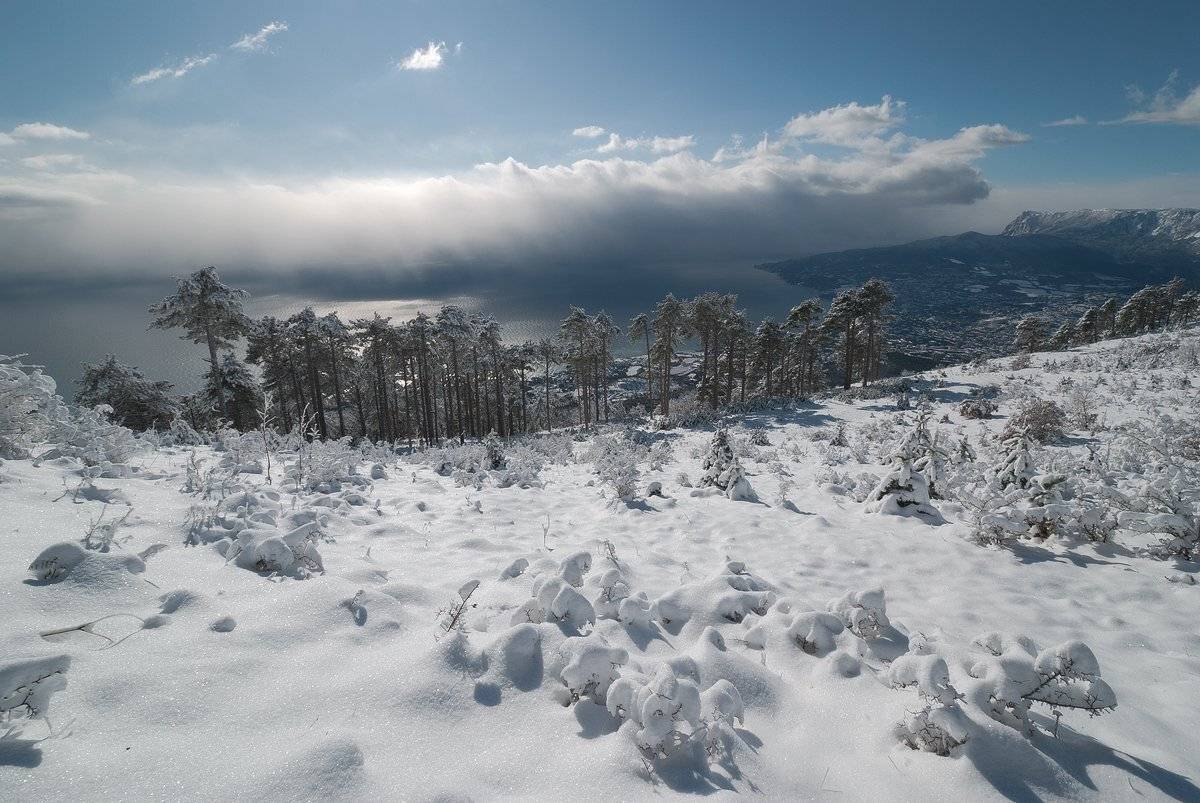 , Саша  Вайсберг / Waldschnepfe./