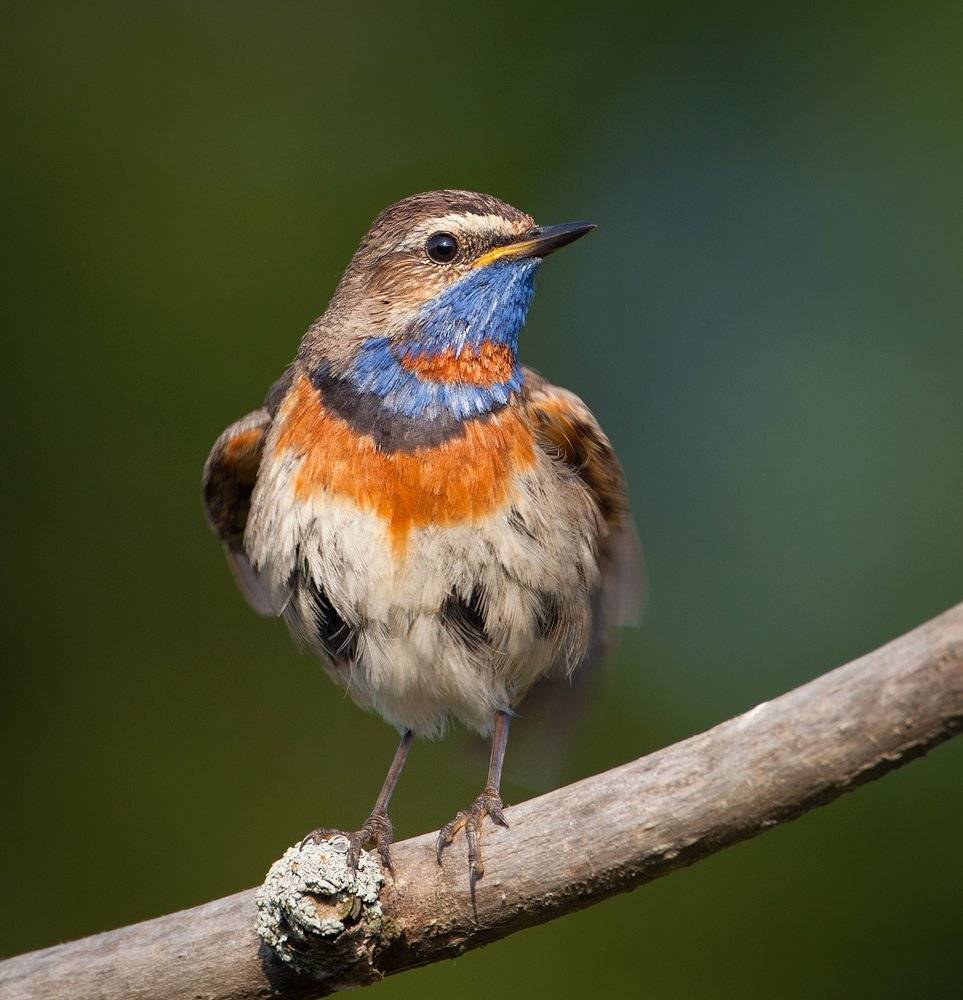 , Андрей Канышев