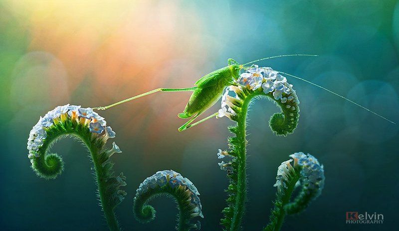 KEL фото превью