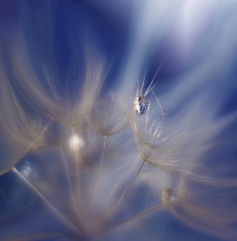 Dandelion., Drop, Drops, Reflection,reflections, macro, f, Water, Juliana Nan