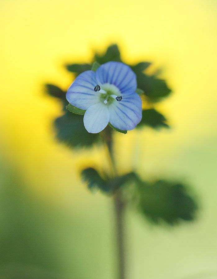 , Сергей Таланов