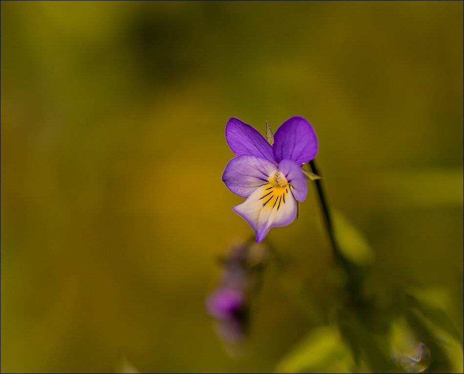 , Бурлов Андрей