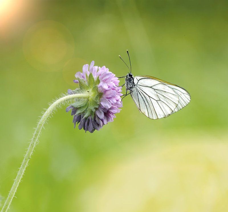 *** фото превью