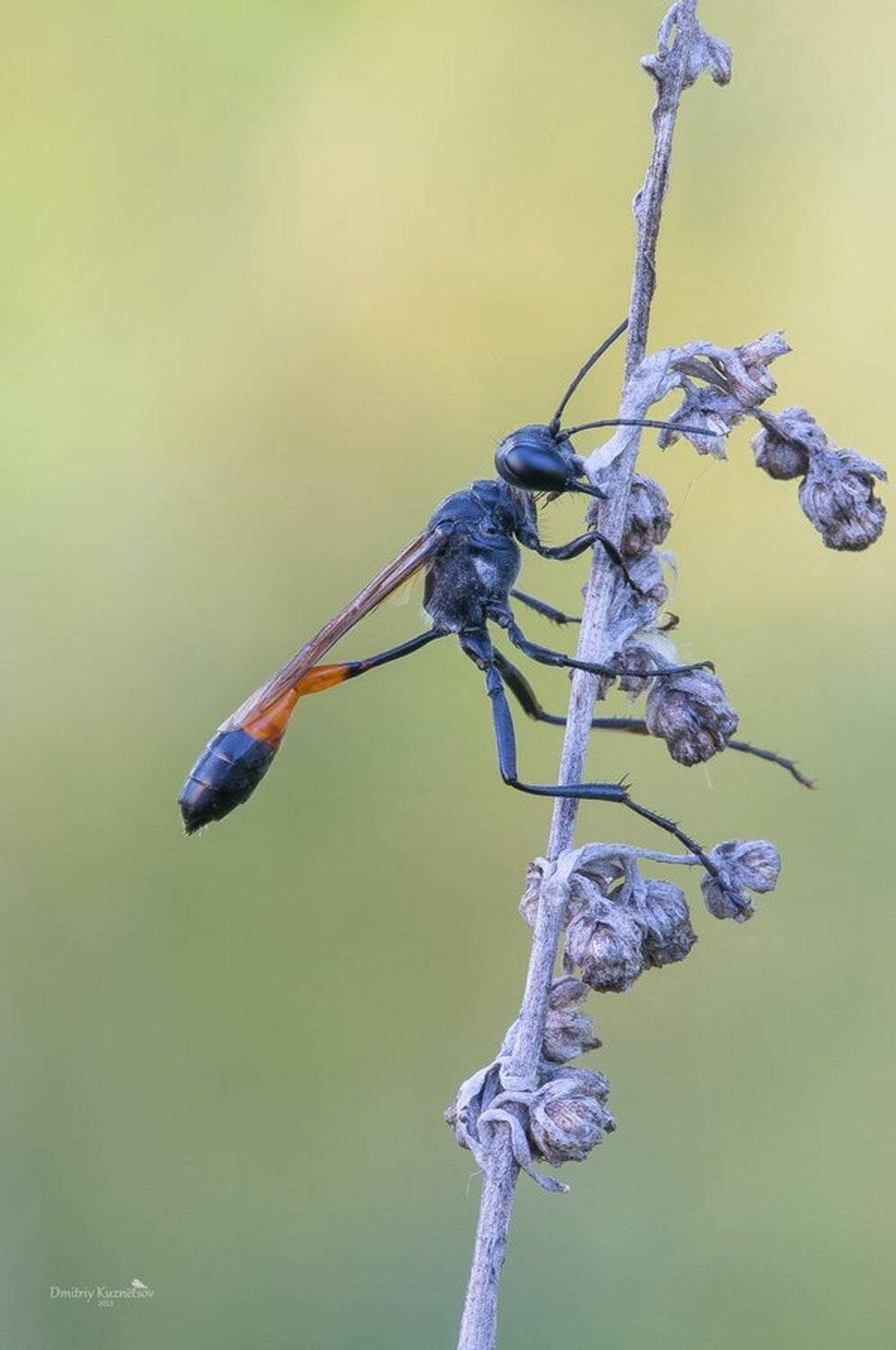 , Кузнецов Дмитрий