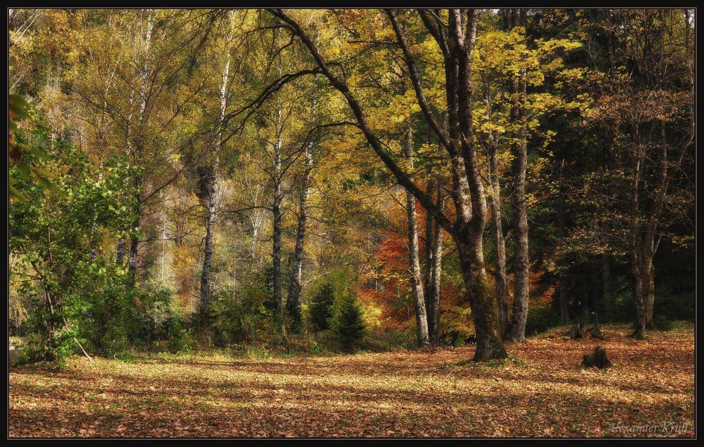 кавказ, кчр, осень, лес, Александр Круль