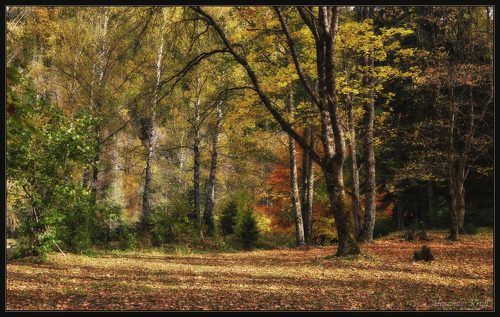 Как-то осенью в лесу...