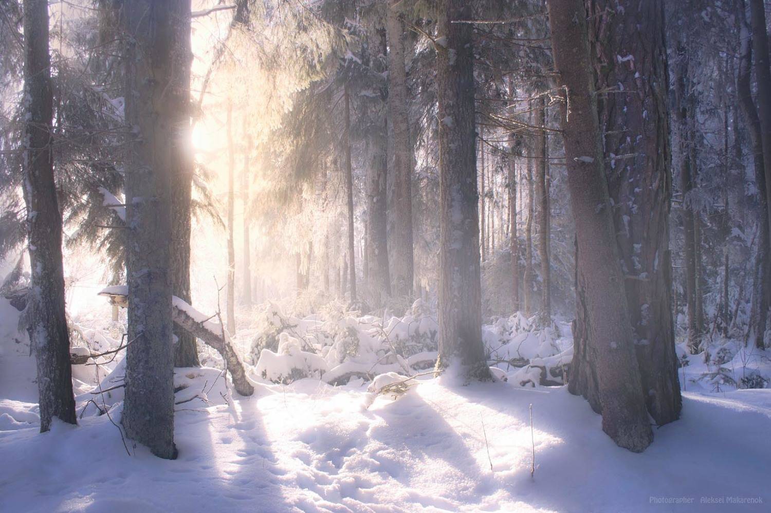 , ALEKSEI  MAKARENOK