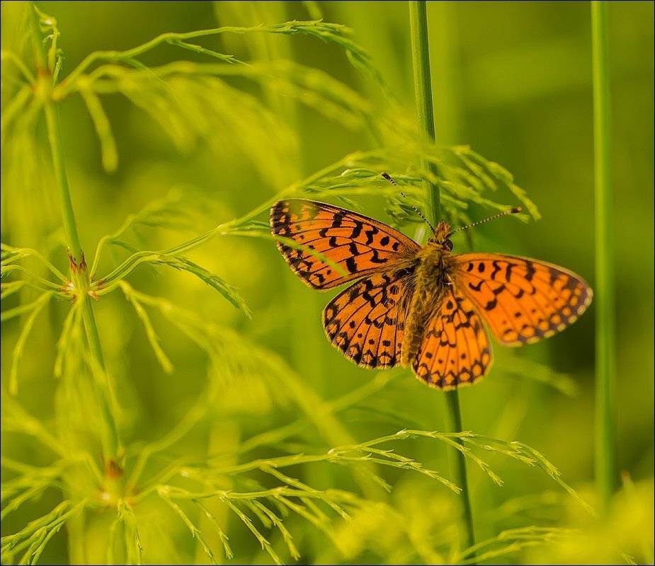 , Бурлов Андрей