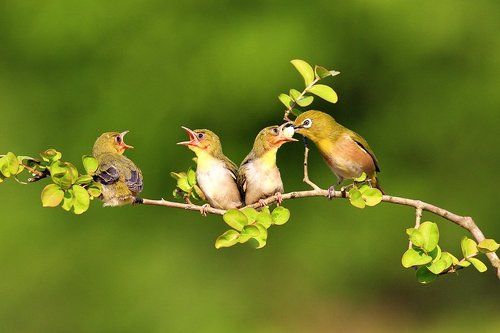 A  mountain birds