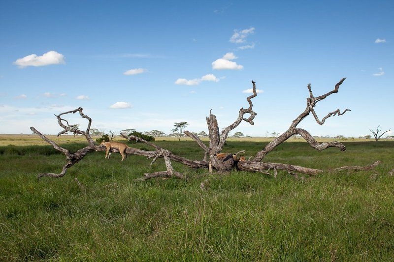 где гнездятся кошки... фото превью