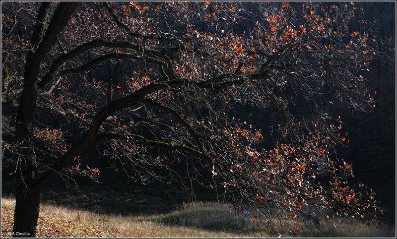 октябрь,дуб,осень,настроение Октябрь под настроение фото превью