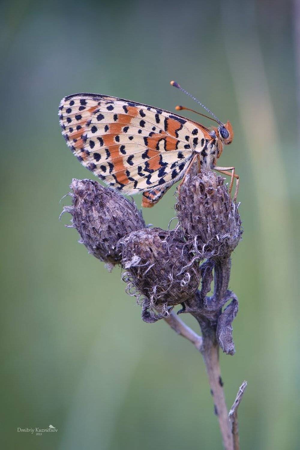, Кузнецов Дмитрий