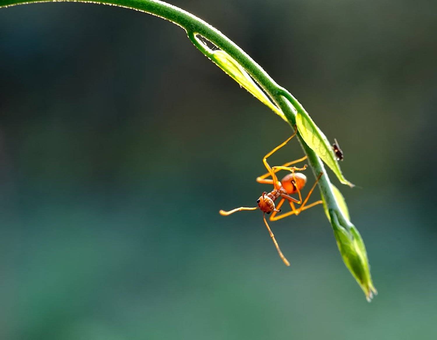 Лаос, Муравей ткач, Alexey Gnilenkov
