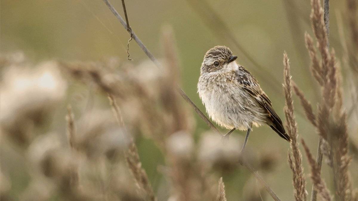 , Валерий Субачев