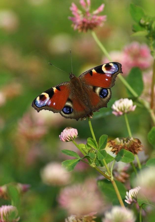 , Чепленко Алексей