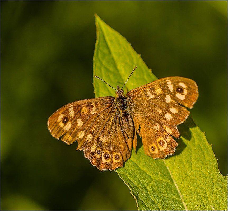 , Бурлов Андрей