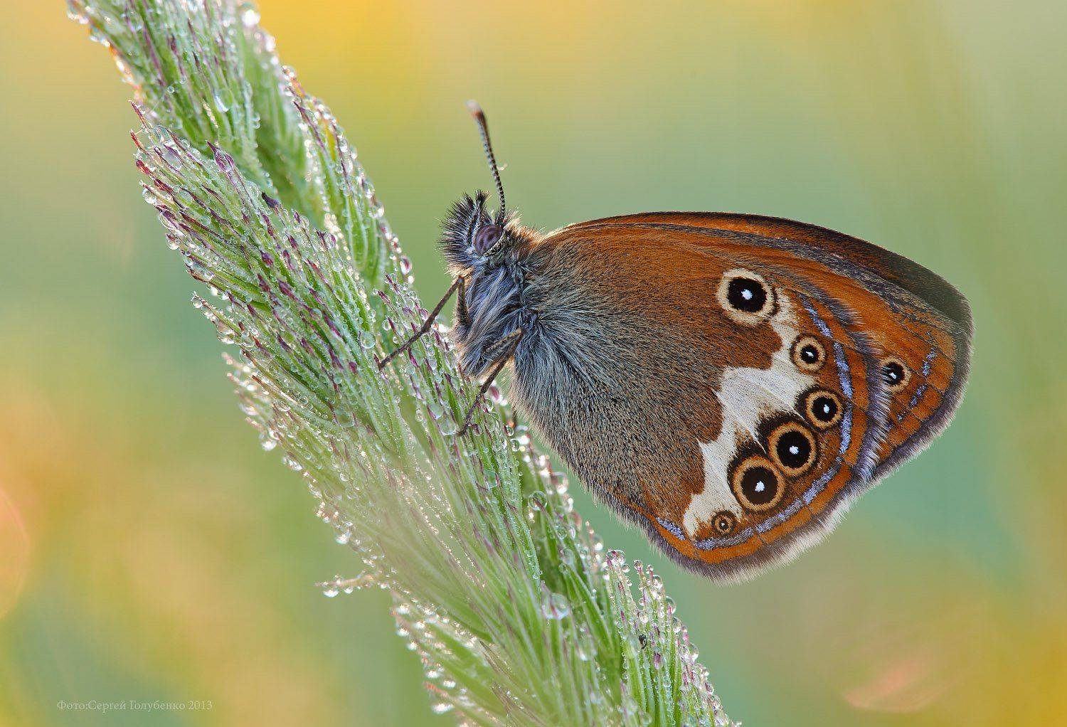 , Сергей Голубенко