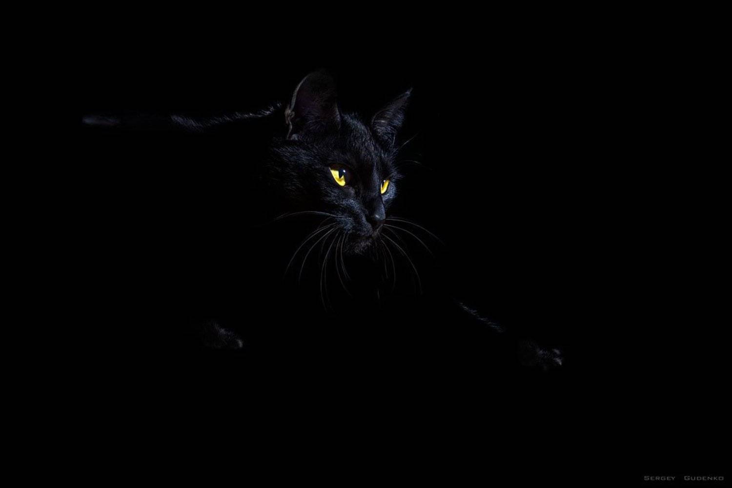 , Сергей Гуденко