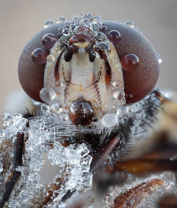 Новогодний портрет фото превью