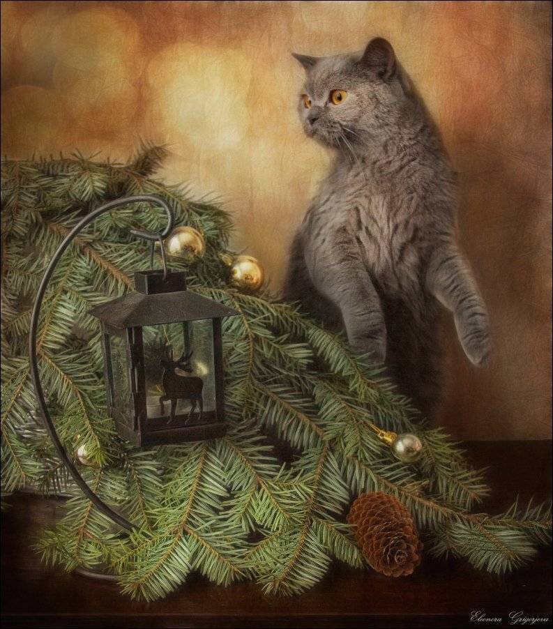 , Eleonora Grigorjeva