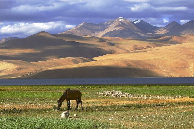 Берега, Гималаи, Горы, Лошадь  фото превью