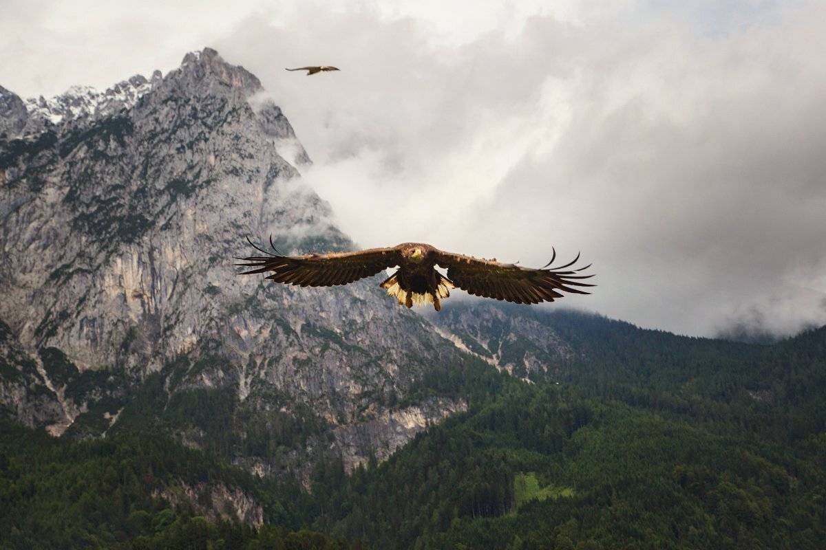 Беркут, Горы, Орел, Хищник, Александр Удовиченко