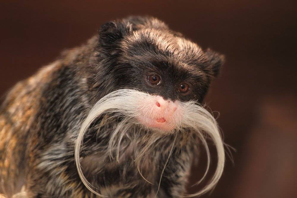 Animals, Животные, Обезьяна, Тамарин, Yuri Gomelsky