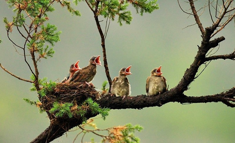 a  chorus of  Hypsipetes amaurotis фото превью