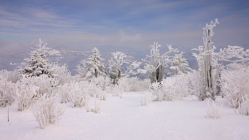 , , ,  ( white ) frost  on  trees фото превью