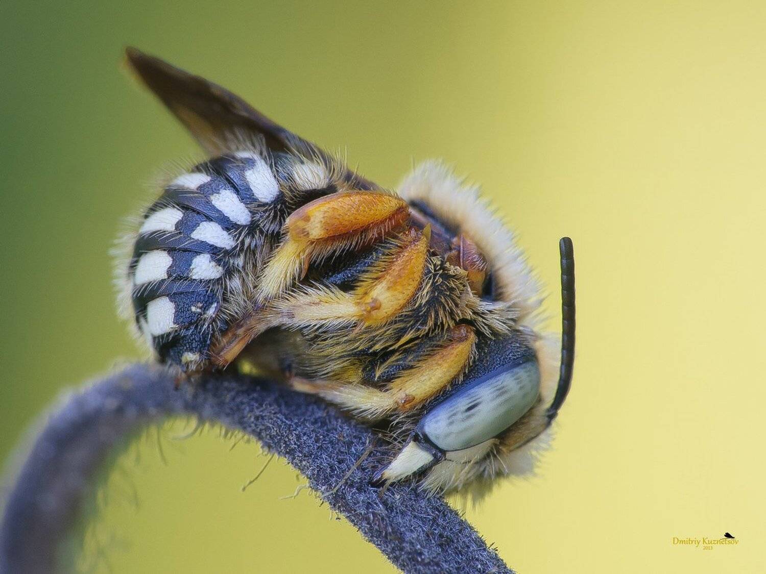 , Кузнецов Дмитрий