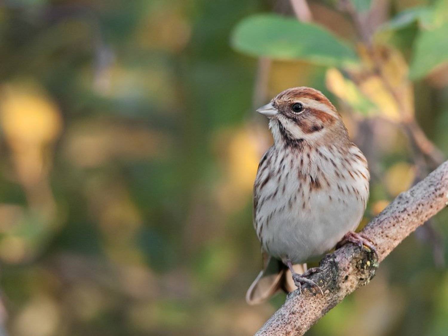 , Сергей Сильченков