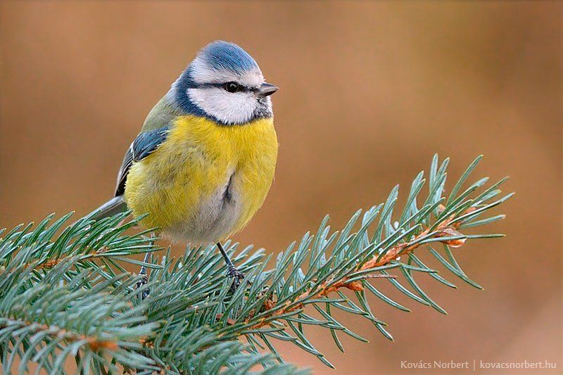 Blue Tit фото превью
