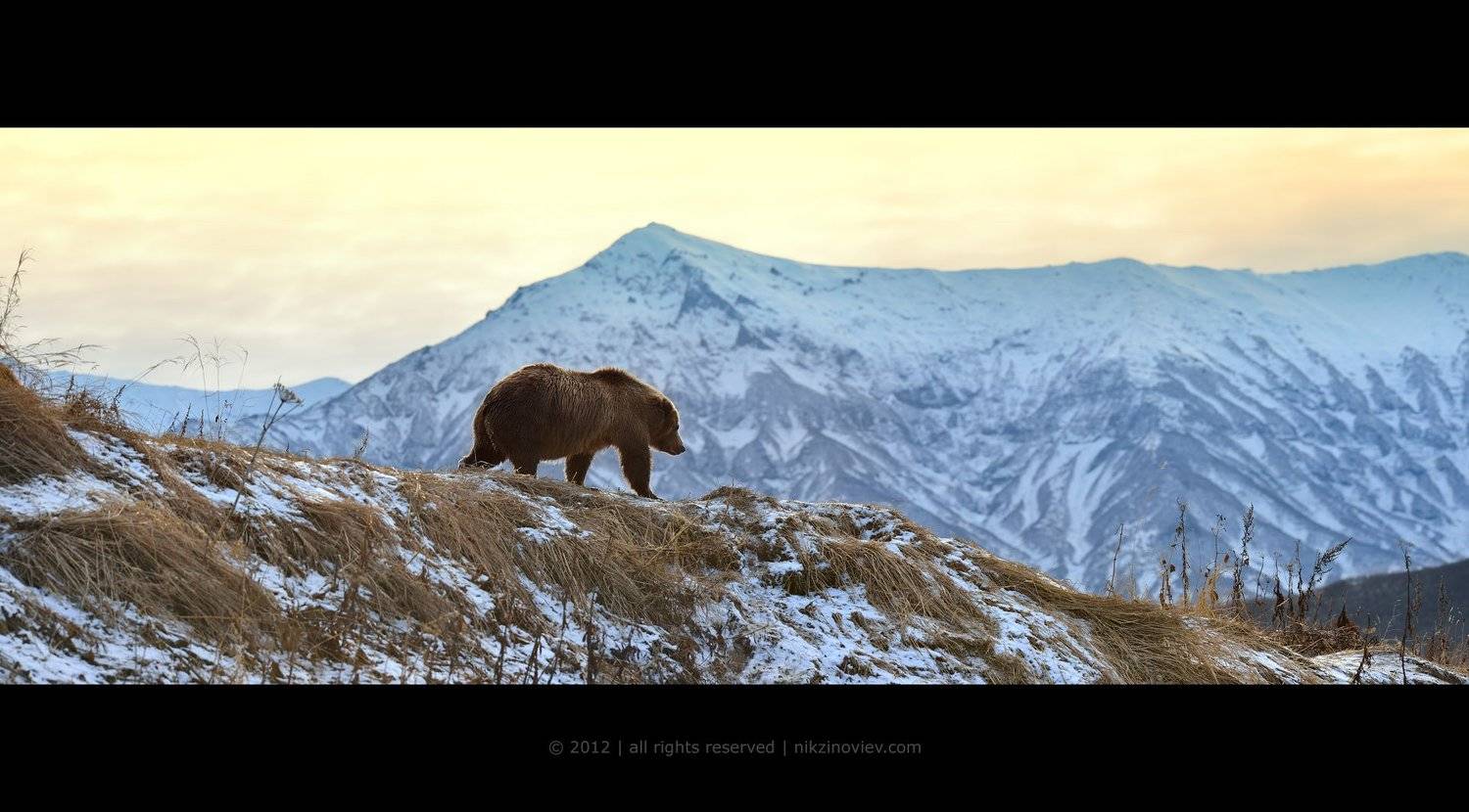 , Николай Зиновьев