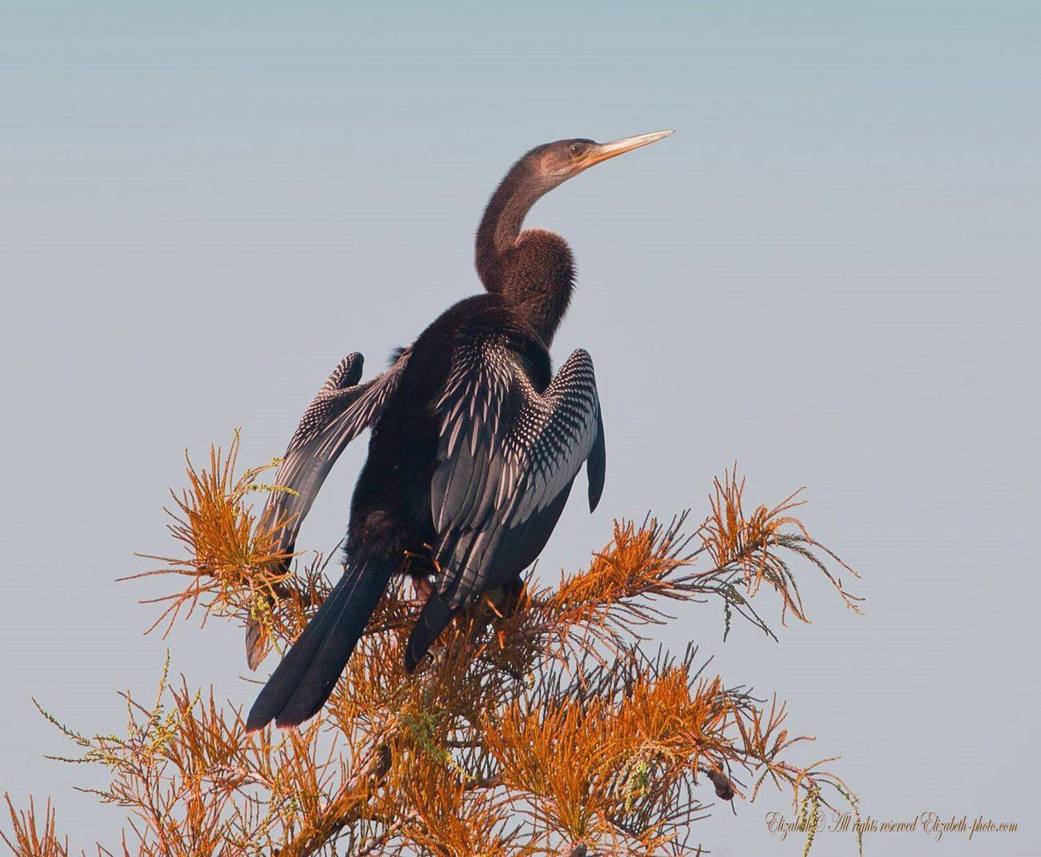 anhinga, американская змеешейка, Elizabeth Etkind