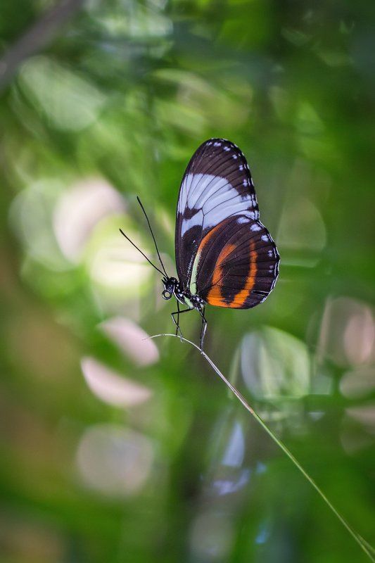 +++ фото превью