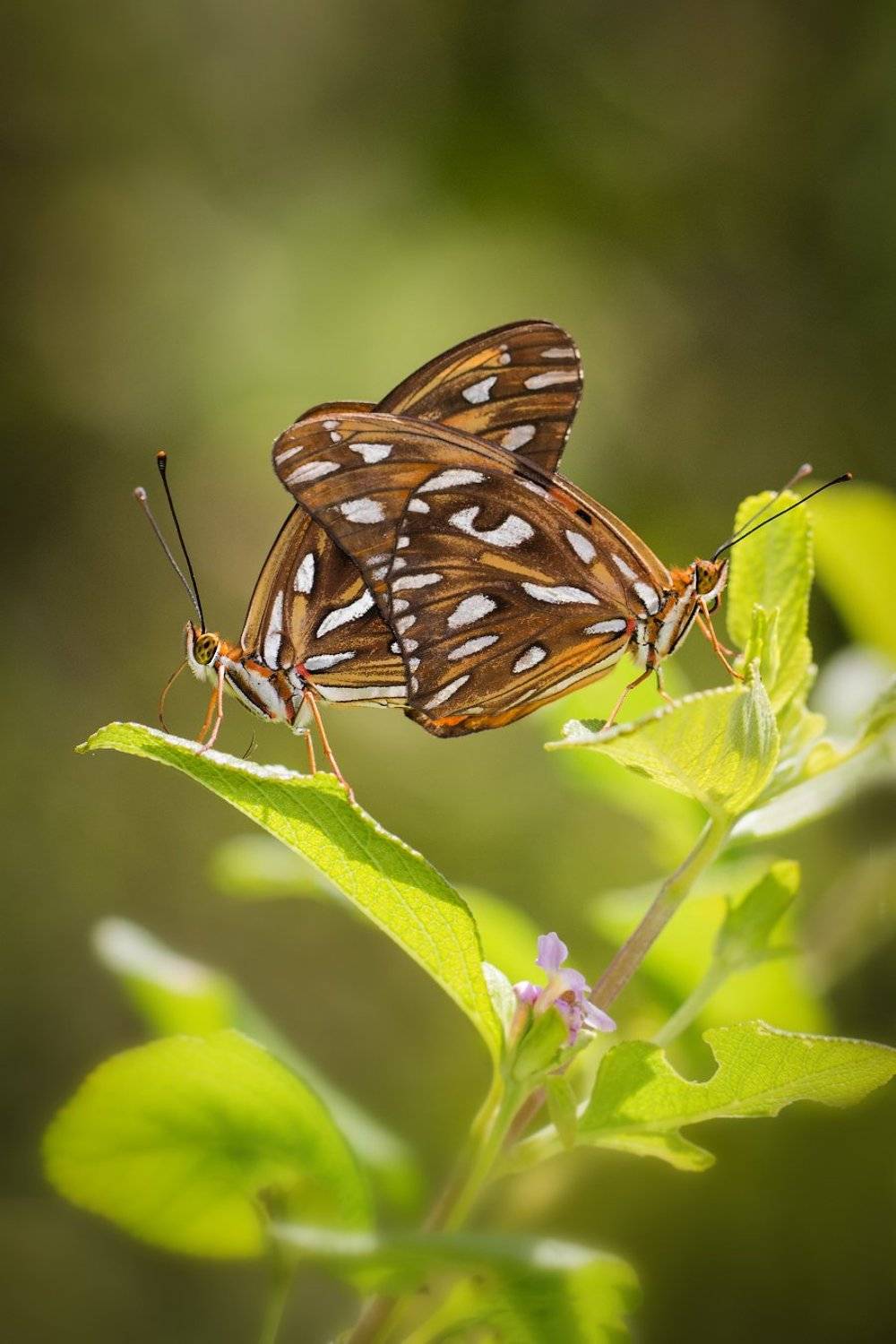 , Вадим Ходаковский