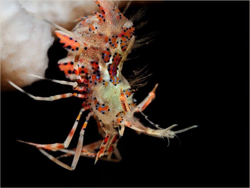 Тигр фото превью