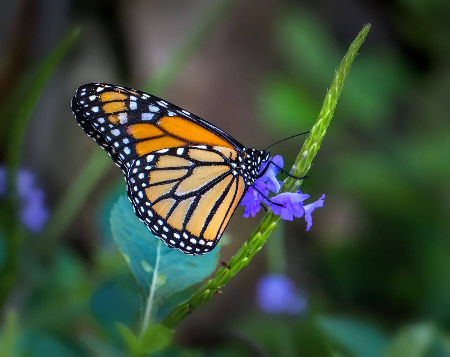 , Вадим Ходаковский