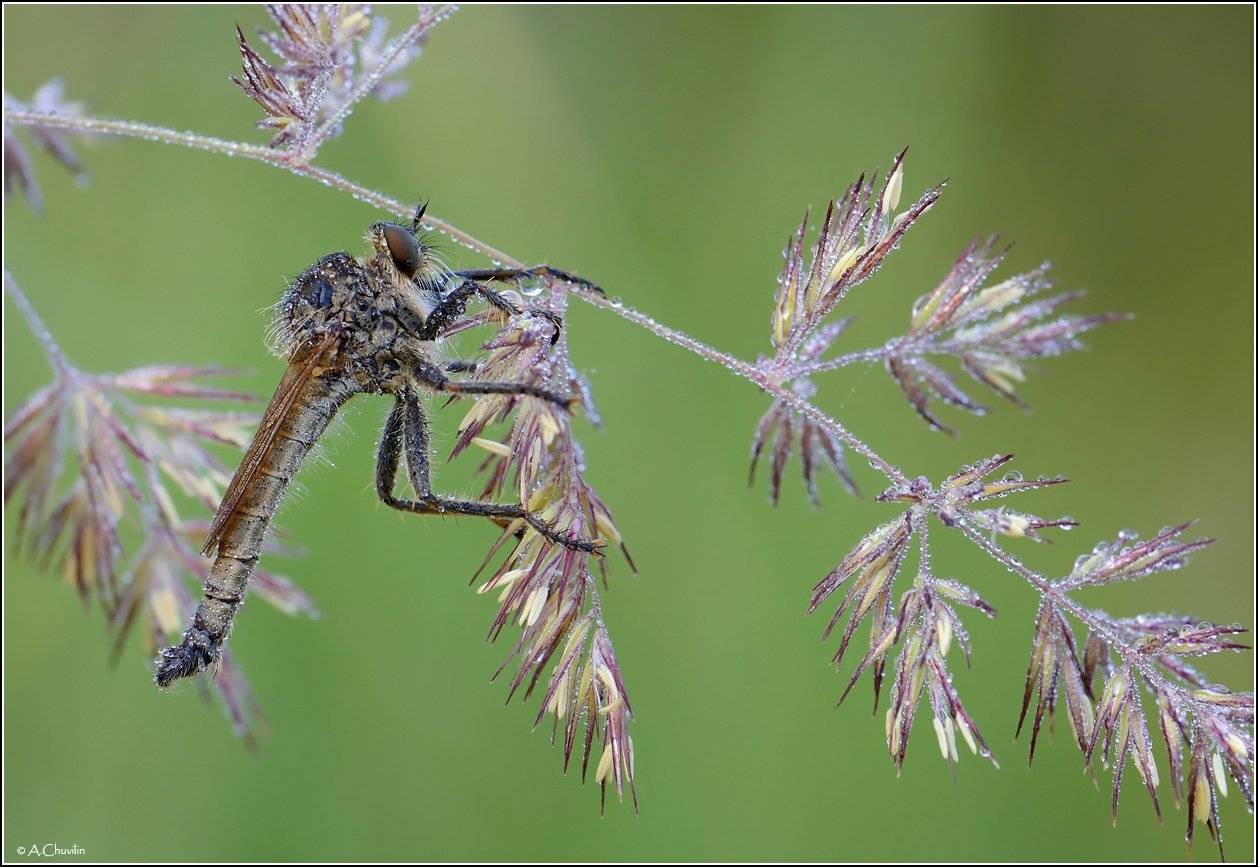 ктырь,ёлка,шарики,роса,утро, Александр Чувилин