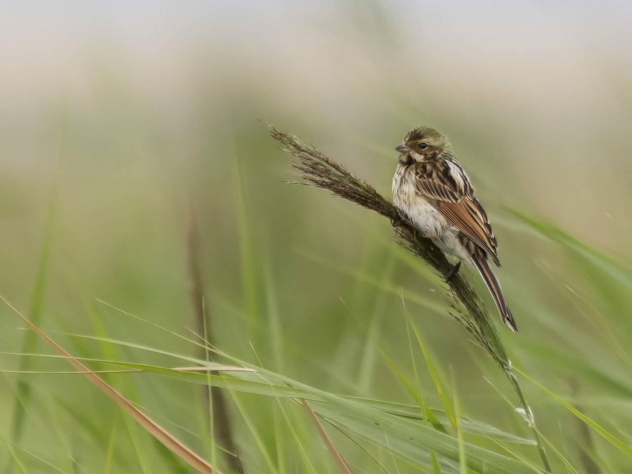 Овсянка, Ляпустин Юра