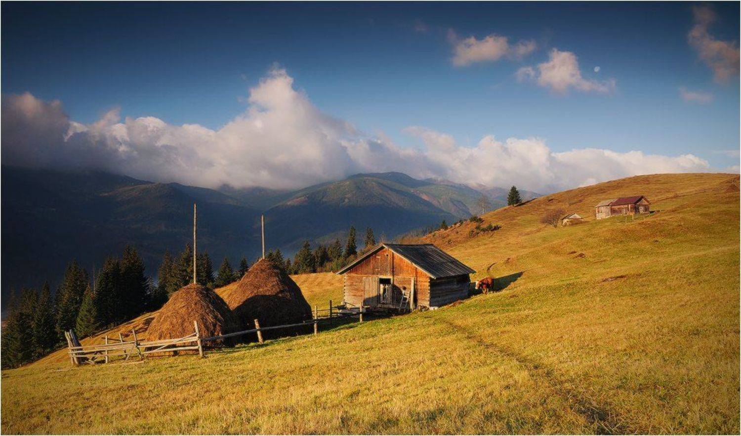 , Денис Кривой