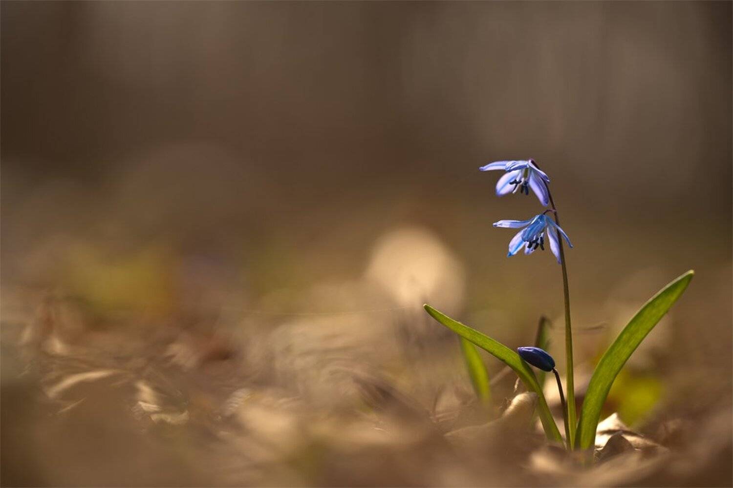 , Геннадий Мещеряков