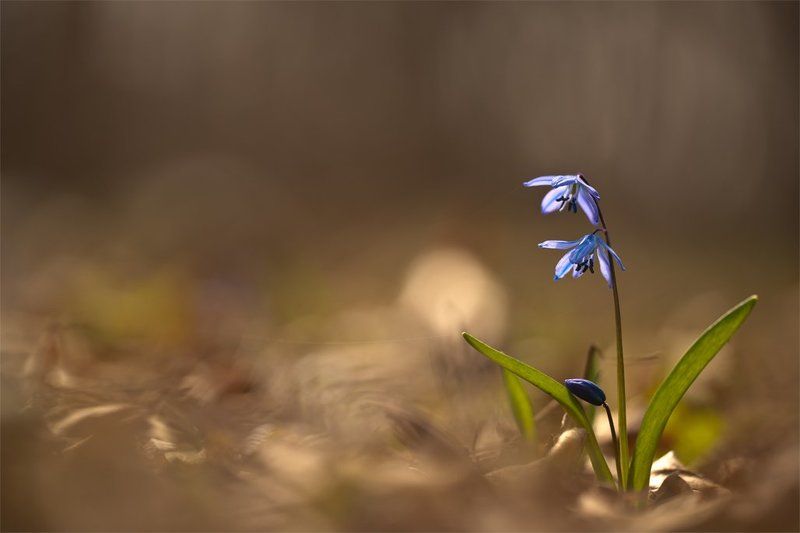 Весна, воспоминания... фото превью